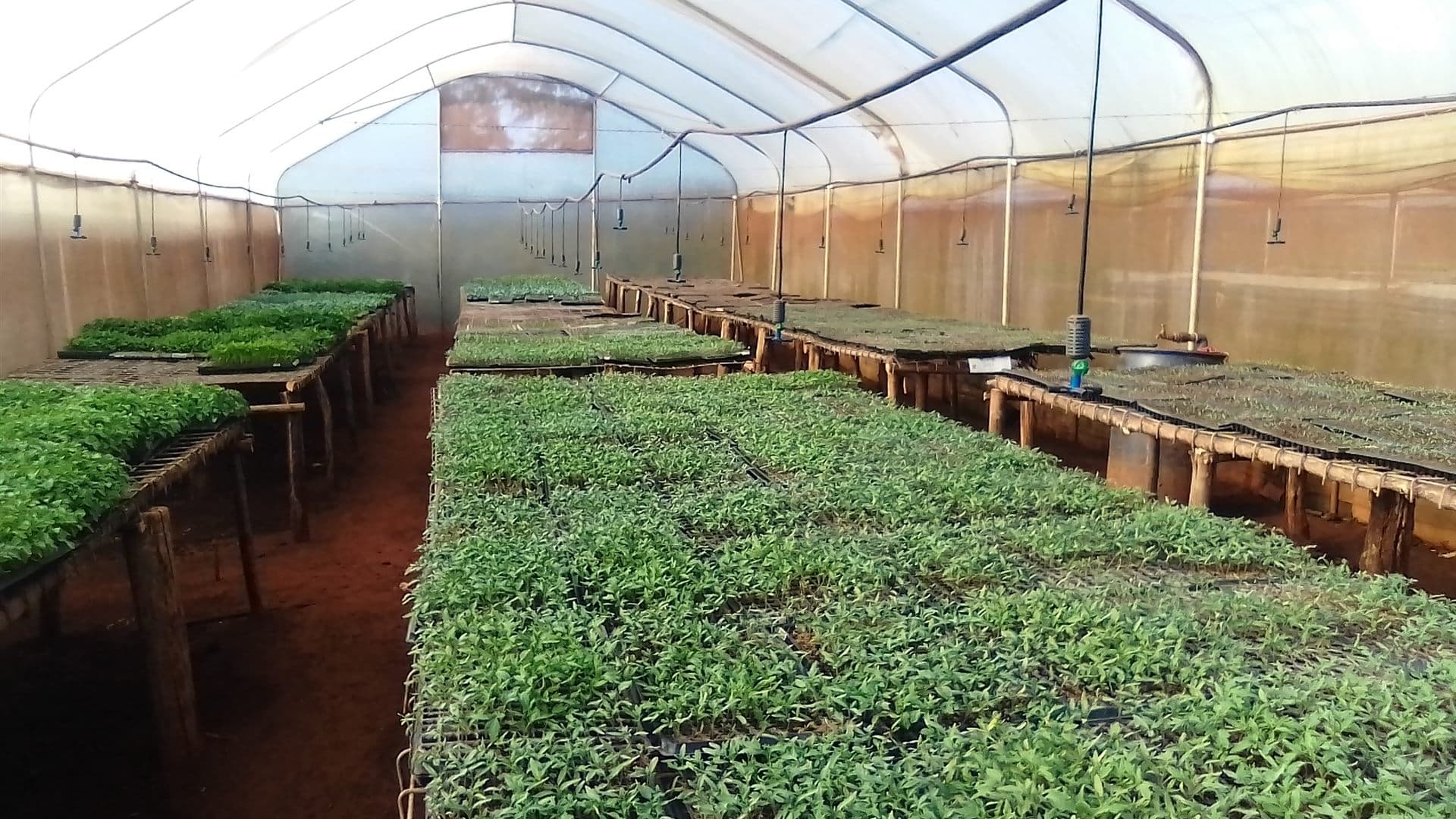 Seedlings growing inside a Grace Rock Farms greenhouse